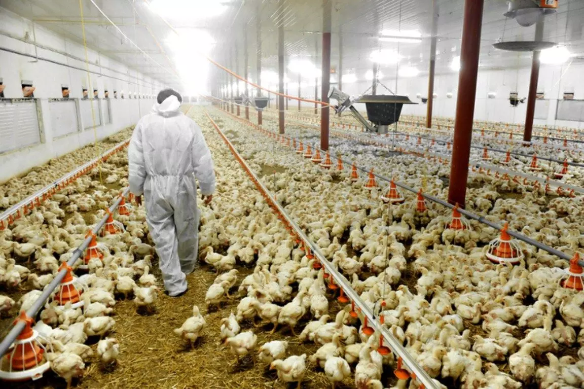 Bird Flu in India: One lakh chickens killed in Haryana